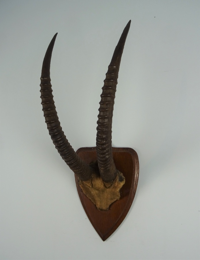 ANTIQUE TAXIDERMY SABLE ANTELOPE HORNS